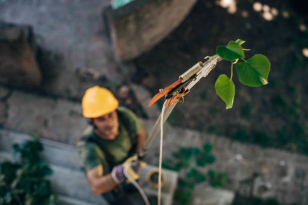 Best Tree Cutting Near Me  in Homewood, AL